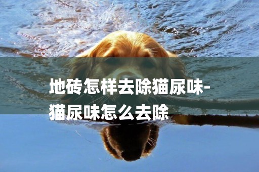 地磚怎樣去除貓尿味-
貓尿味怎么去除