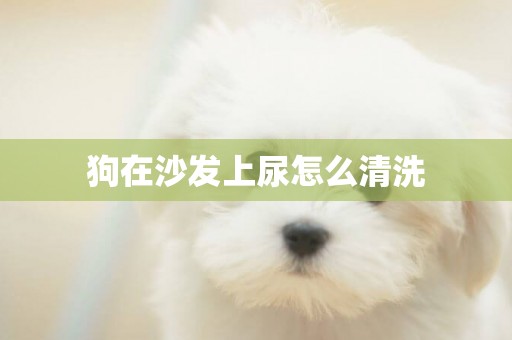 狗在沙發上尿怎么清洗