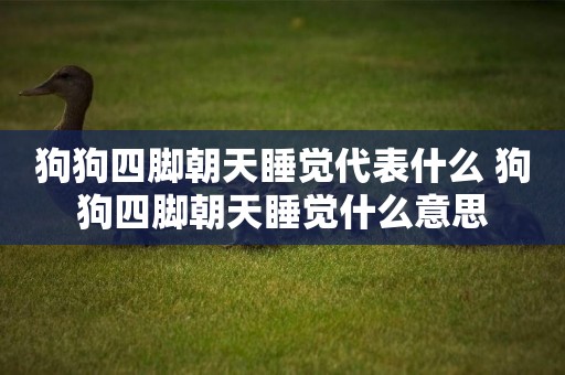 狗狗四腳朝天睡覺代表什么 狗狗四腳朝天睡覺什么意思