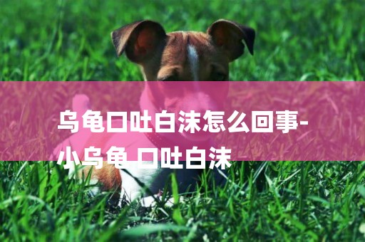 烏龜口吐白沫怎么回事-
小烏龜 口吐白沫