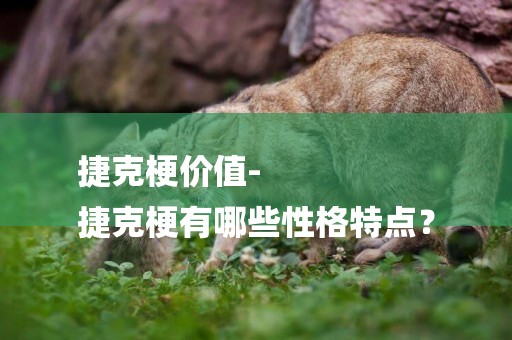 捷克梗價值-
捷克梗有哪些性格特點？