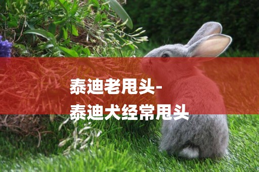 泰迪老甩頭-
泰迪犬經常甩頭