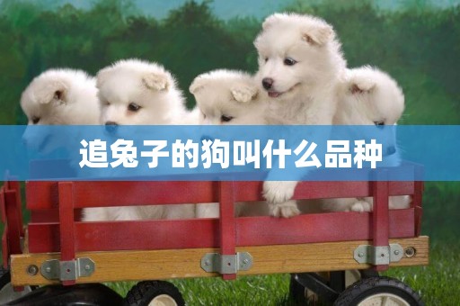 追兔子的狗叫什么品種