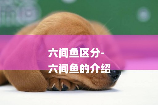 六間魚區分-
六間魚的介紹