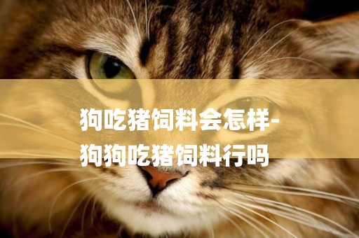 狗吃豬飼料會怎樣-
狗狗吃豬飼料行嗎