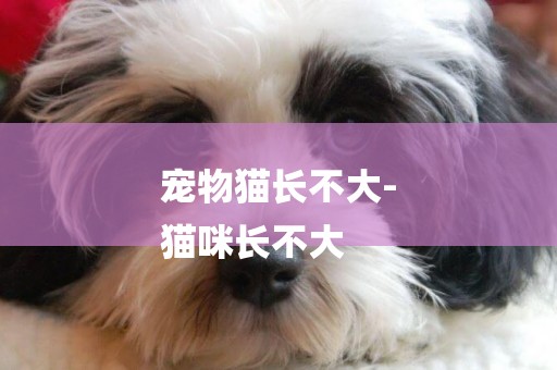 寵物貓長不大-
貓咪長不大