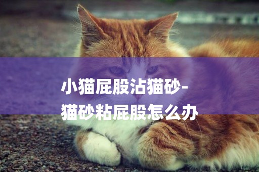 小貓屁股沾貓砂-
貓砂粘屁股怎么辦