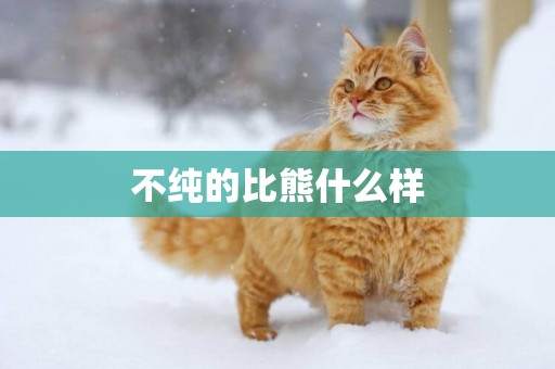 不純的比熊什么樣