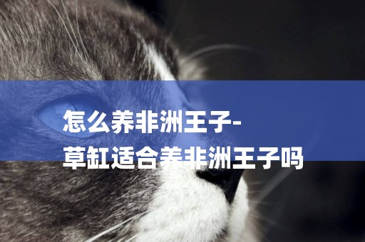 怎么養非洲王子-
草缸適合養非洲王子嗎