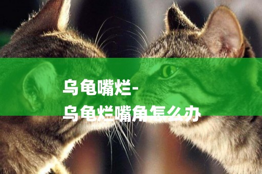 烏龜嘴爛-
烏龜爛嘴角怎么辦
