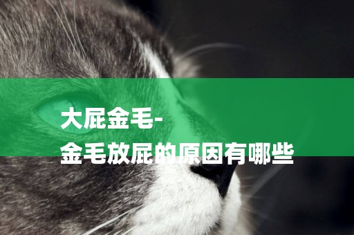 大屁金毛-
金毛放屁的原因有哪些