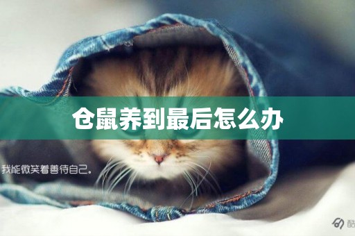 倉鼠養到最后怎么辦