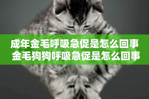 成年金毛呼吸急促是怎么回事 金毛狗狗呼吸急促是怎么回事