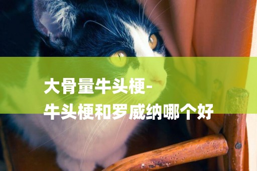 大骨量牛頭梗-
牛頭梗和羅威納哪個好