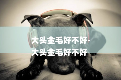 大頭金毛好不好-
大頭金毛好不好
