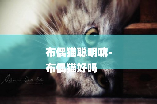 布偶貓聰明嘛-
布偶貓好嗎