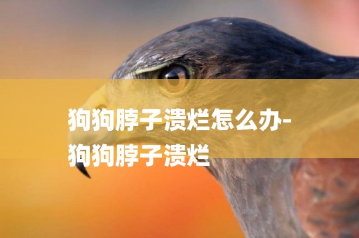 狗狗脖子潰爛怎么辦-
狗狗脖子潰爛