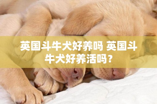英國斗牛犬好養嗎 英國斗牛犬好養活嗎？