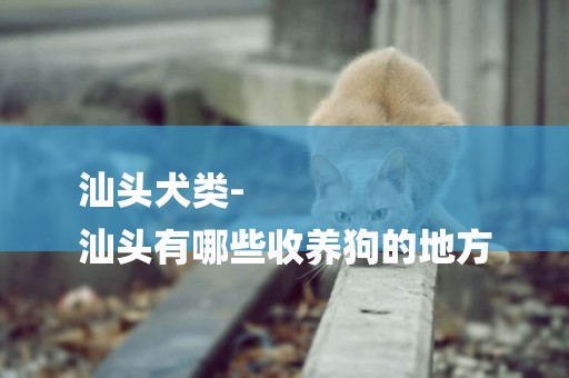 汕頭犬類-
汕頭有哪些收養狗的地方