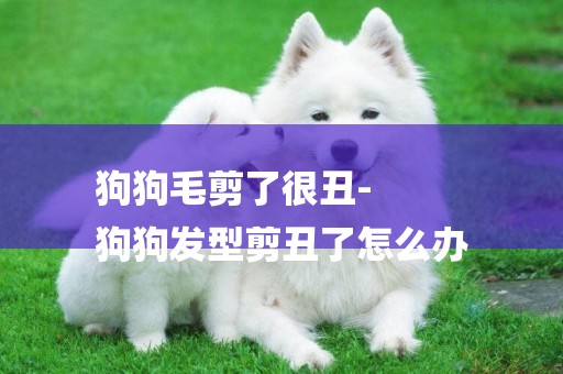 狗狗毛剪了很丑-
狗狗發型剪丑了怎么辦