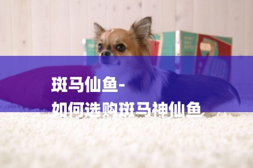 斑馬仙魚-
如何選購斑馬神仙魚