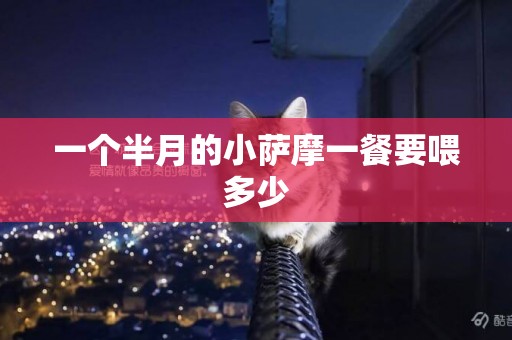 一個半月的小薩摩一餐要喂多少
