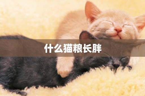 什么貓糧長胖