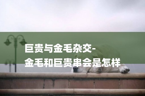 巨貴與金毛雜交-
金毛和巨貴串會是怎樣