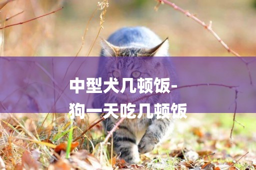 中型犬幾頓飯-
狗一天吃幾頓飯