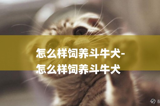怎么樣飼養斗牛犬-
怎么樣飼養斗牛犬