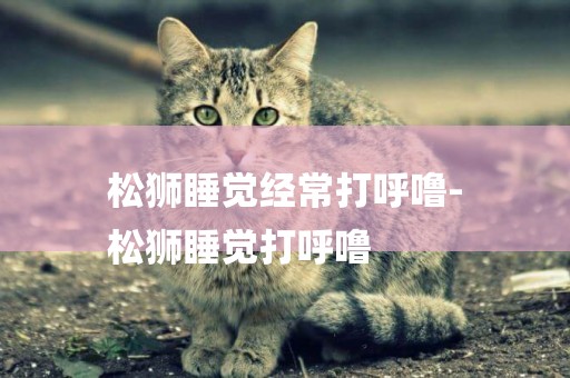 松獅睡覺經常打呼嚕-
松獅睡覺打呼嚕