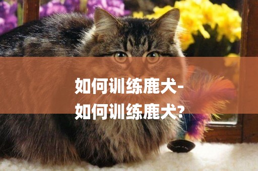 如何訓練鹿犬-
如何訓練鹿犬?