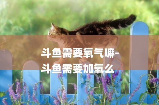 斗魚需要氧氣嘛-
斗魚需要加氧么