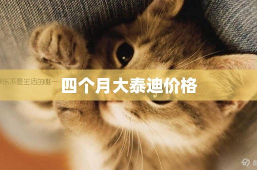 四個月大泰迪價格
