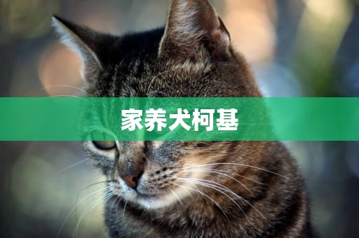 家養犬柯基