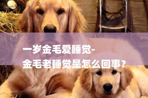 一歲金毛愛睡覺-
金毛老睡覺是怎么回事？