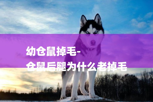 幼倉鼠掉毛-
倉鼠后腿為什么老掉毛