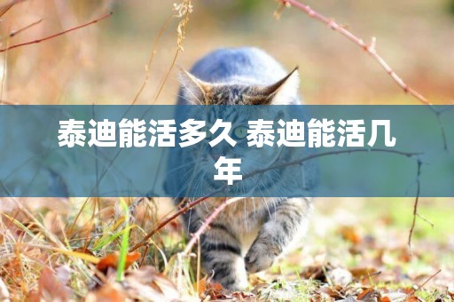 泰迪能活多久 泰迪能活幾年