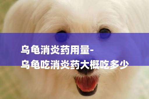 烏龜消炎藥用量-
烏龜吃消炎藥大概吃多少