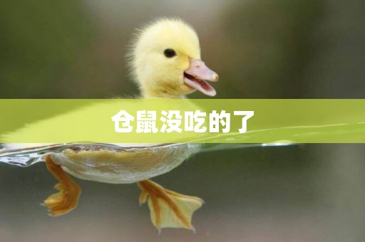 倉鼠沒吃的了