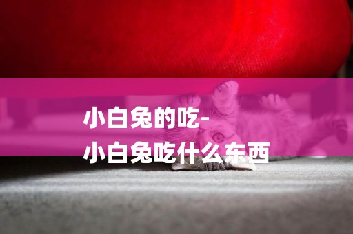 小白兔的吃-
小白兔吃什么東西