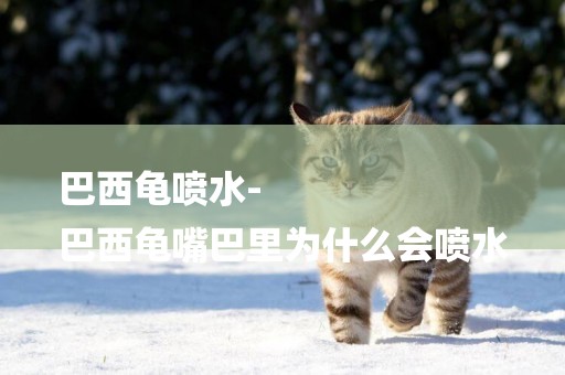 巴西龜噴水-
巴西龜嘴巴里為什么會噴水