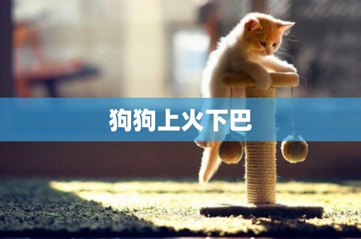 狗狗上火下巴