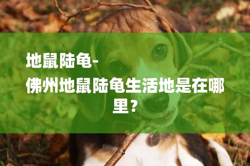 地鼠陸龜-
佛州地鼠陸龜生活地是在哪里？