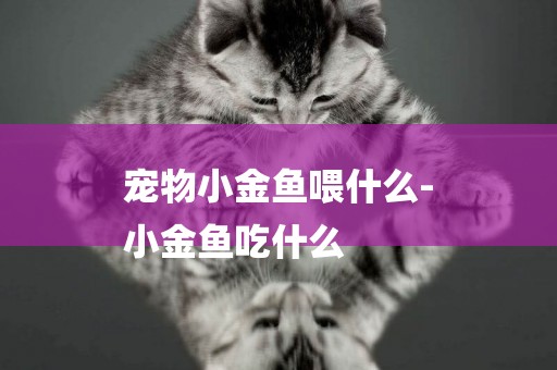 寵物小金魚喂什么-
小金魚吃什么