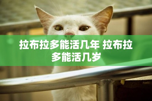 拉布拉多能活幾年 拉布拉多能活幾歲