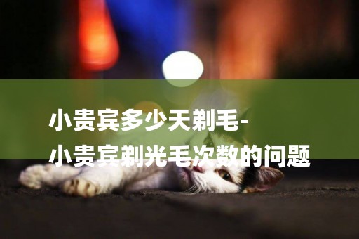 小貴賓多少天剃毛-
小貴賓剃光毛次數的問題