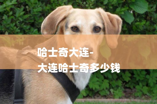 哈士奇大連-
大連哈士奇多少錢