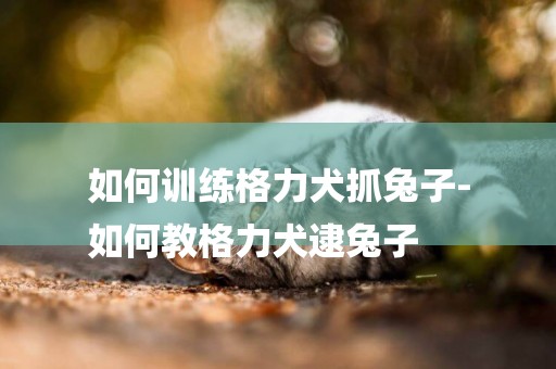 如何訓練格力犬抓兔子-
如何教格力犬逮兔子