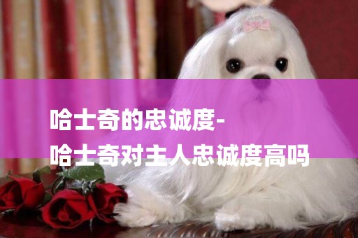哈士奇的忠誠度-
哈士奇對主人忠誠度高嗎